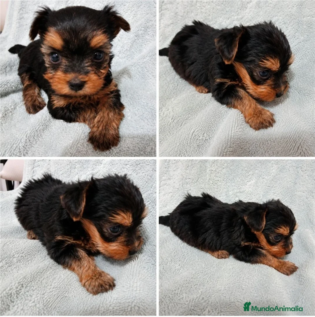 Yorkshire Terrier perros en venta: Yorkshire terrier toy - Anuncio 3