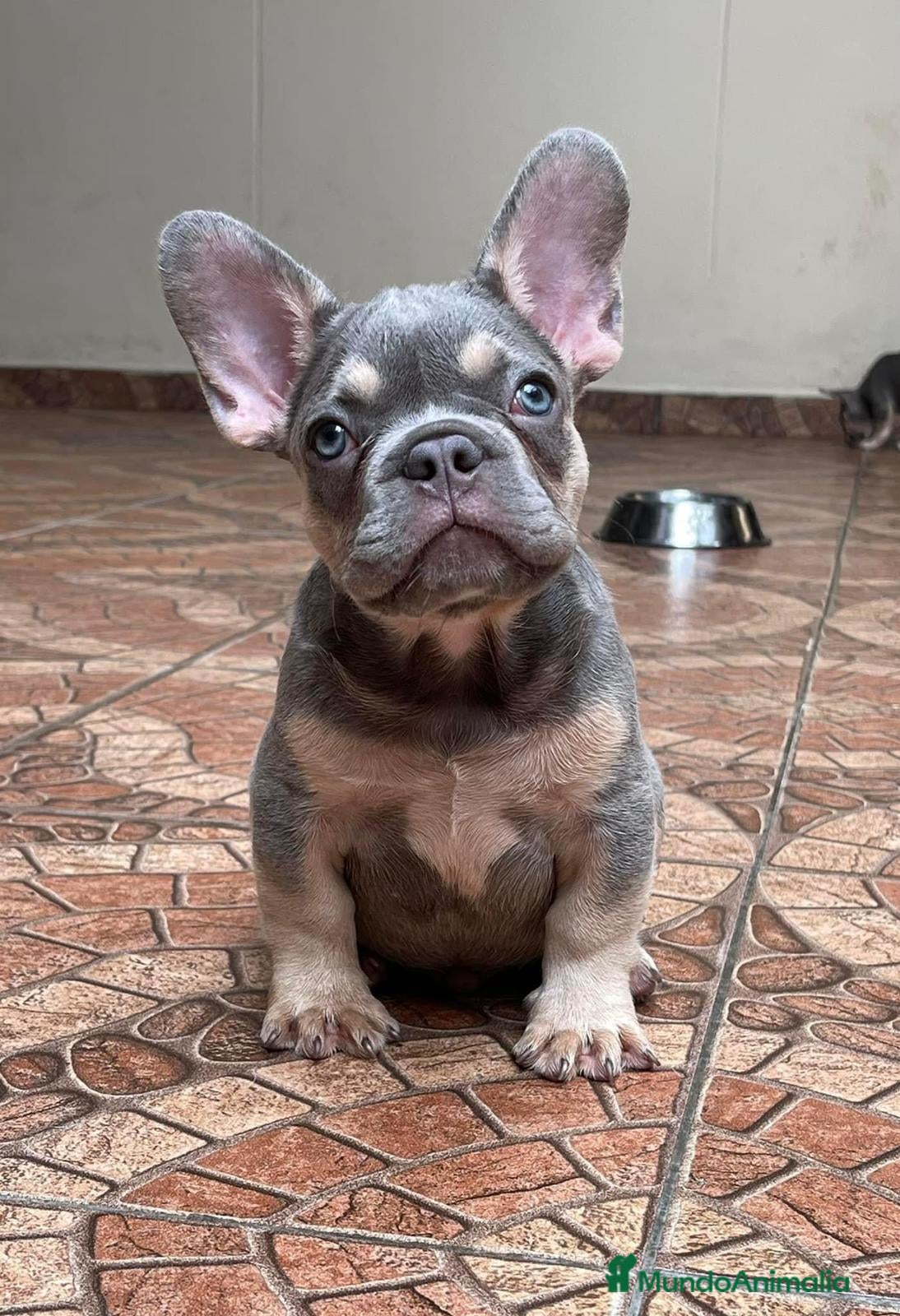 Bulldog Francés perros BULLDOG FRANCÉS /// LÍNEAS EXCLUSIVAS  - Anuncio 27