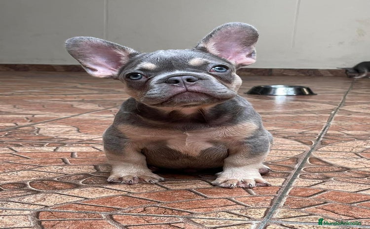 Bulldog Francés perros BULLDOG FRANCÉS /// LÍNEAS EXCLUSIVAS  - Anuncio 1