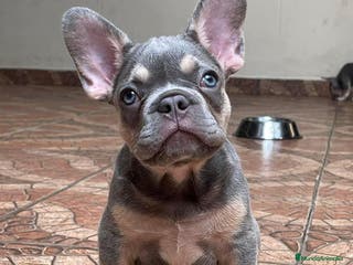 Bulldog Francés perros BULLDOG FRANCÉS /// LÍNEAS EXCLUSIVAS - Anuncio 28