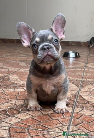 Bulldog Francés perros BULLDOG FRANCÉS /// LÍNEAS EXCLUSIVAS - Anuncio 2