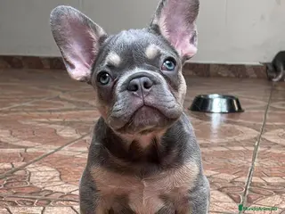 Bulldog Francés perros BULLDOG FRANCÉS /// LÍNEAS EXCLUSIVAS - Anuncio 30