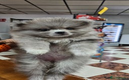 Pomerania perros en venta: Lulú de pomerania  en Cádiz - Imagen 1