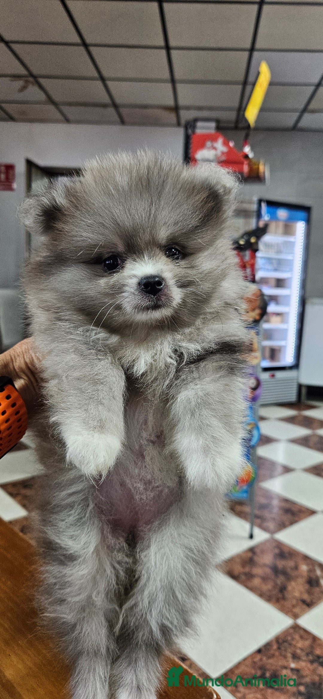 Pomerania perros en venta: Lulú de pomerania  en Cádiz - Imagen 1