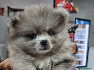 Pomerania perros en Cádiz - Anuncio 35