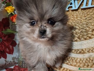 Pomerania perros POMERANIA - Anuncio 22