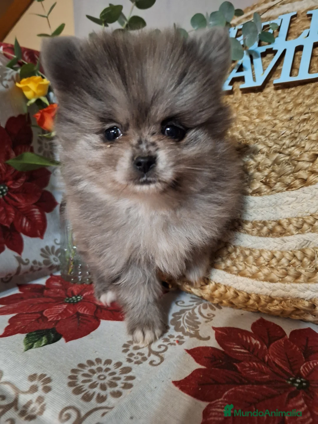 Pomerania perros en venta: POMERANIA  - Anuncio 1