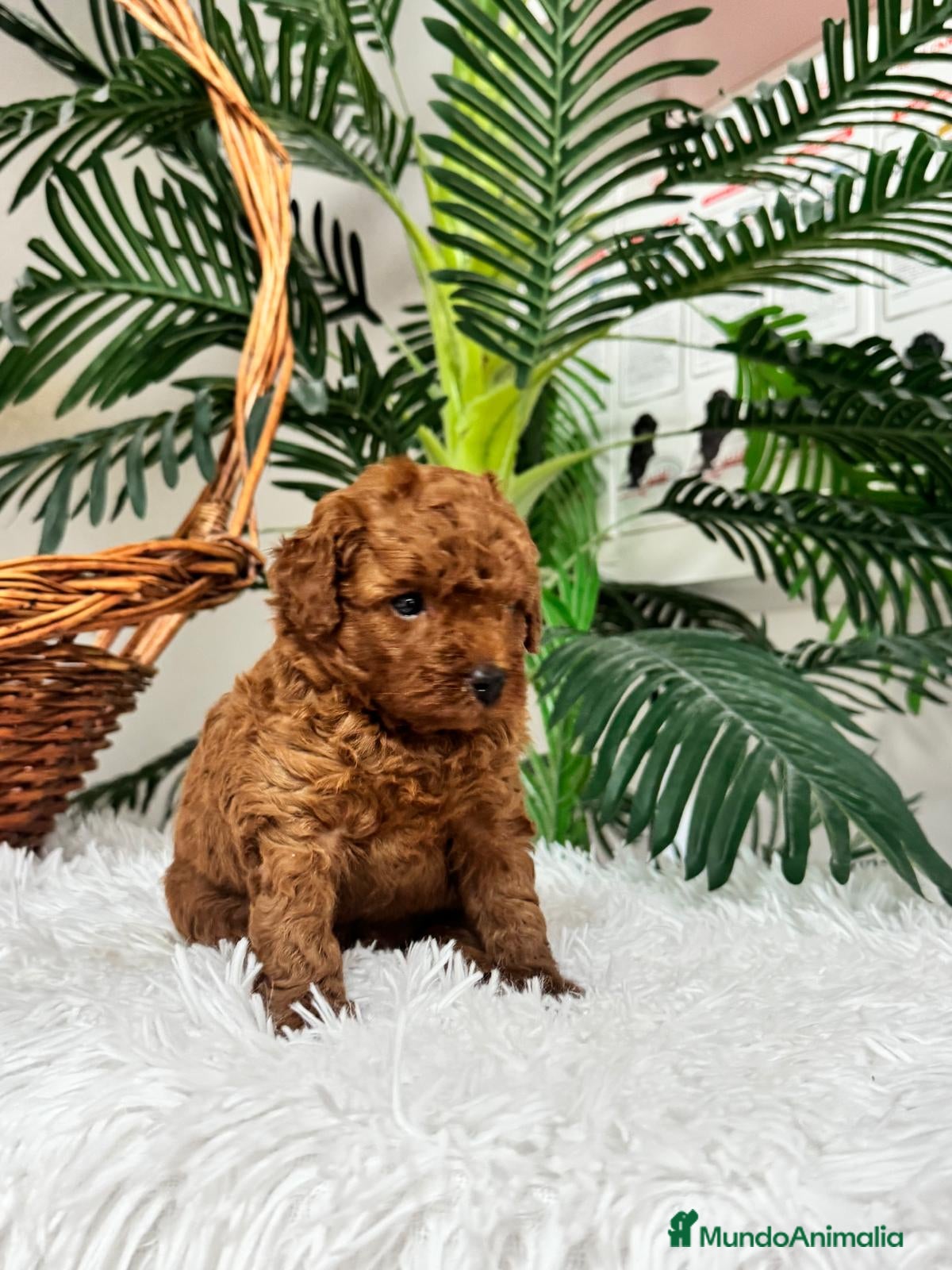 Caniche Toy perros en venta: CANICHE ROJO - Anuncio 7
