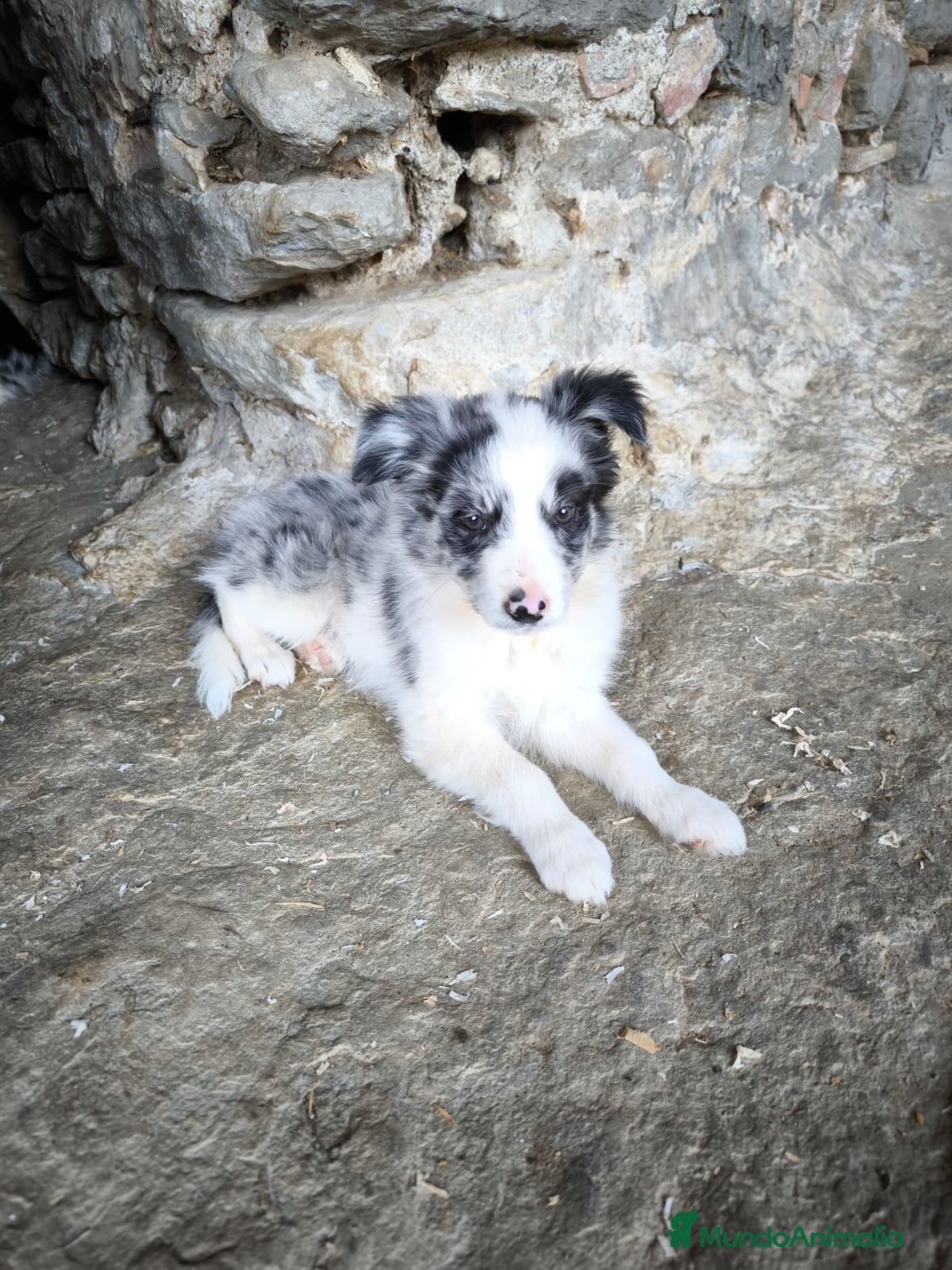 Border Collie perros Cachorros border collie puros - Anuncio 1