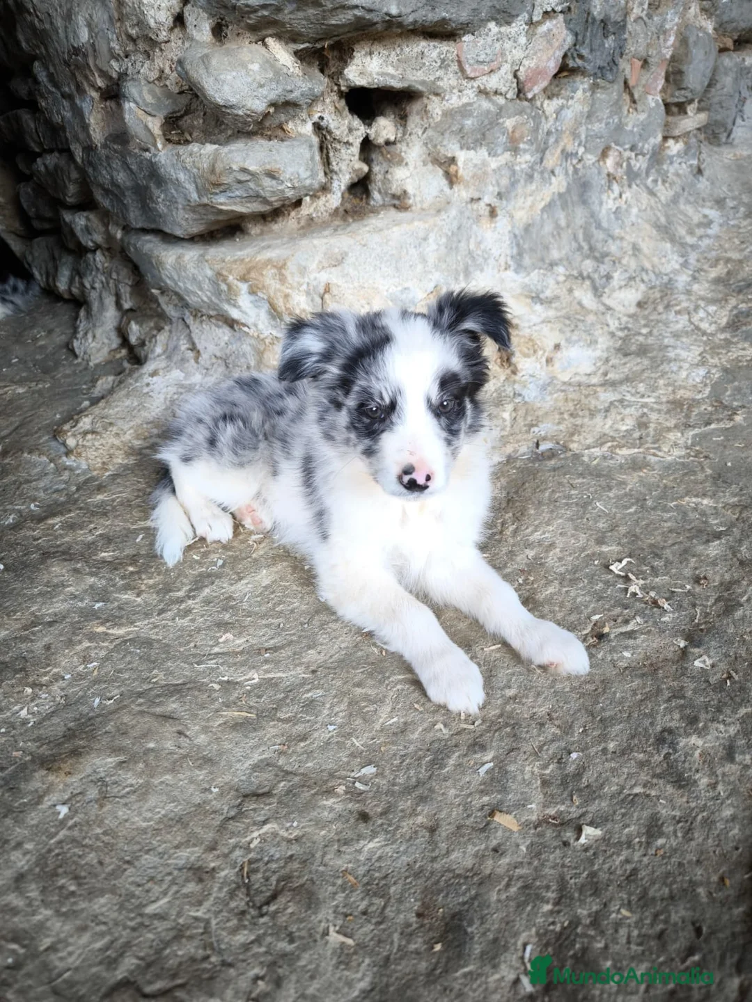 Border Collie perros en venta: Cachorros border collie puros - Anuncio 2
