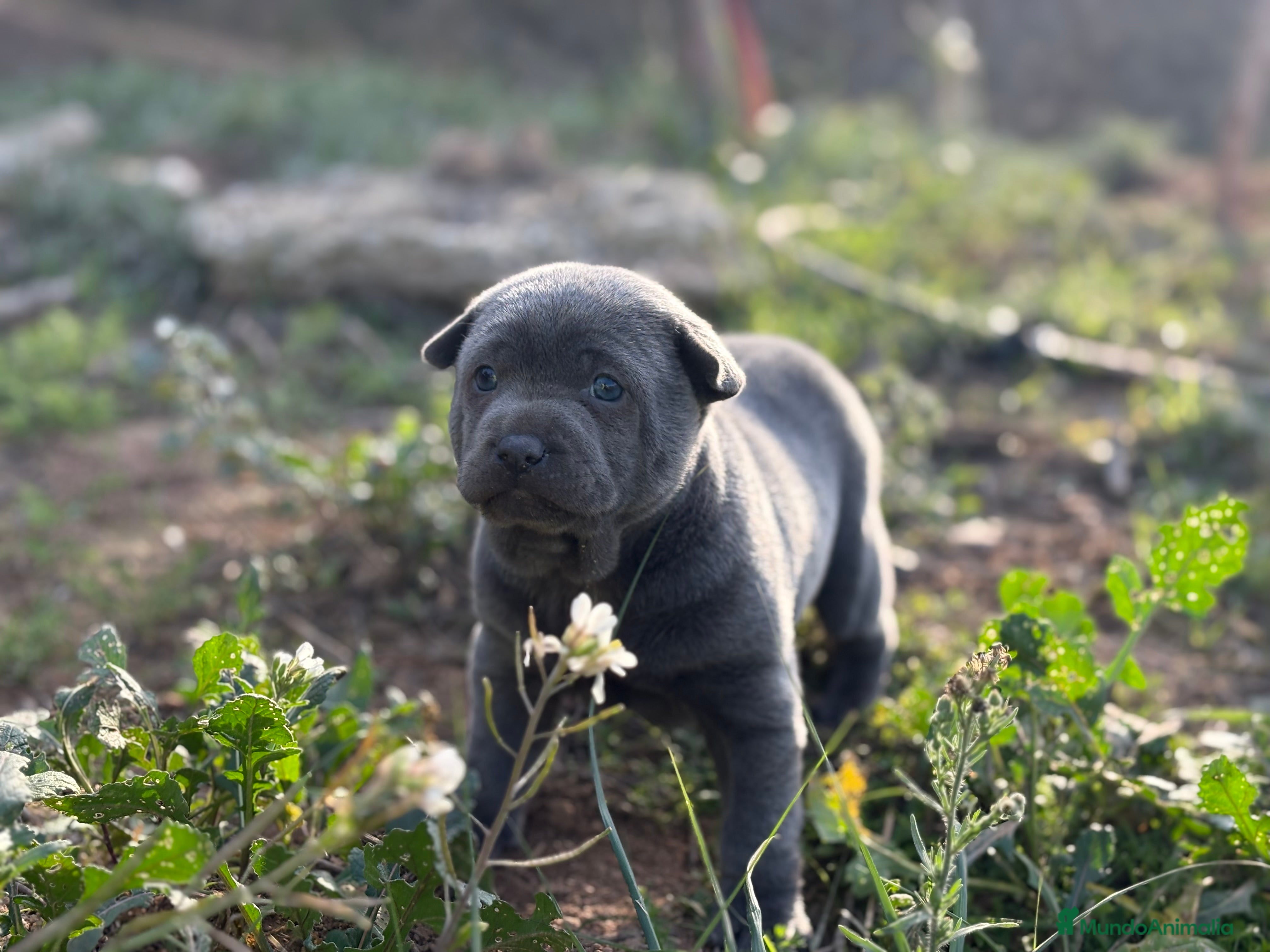Thai Ridgeback Dog perros 🐕🐾🐾 Thai Ridgeback Dog - Exclusividad Absoluta! - Anuncio 3