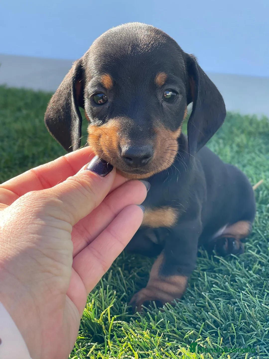 Teckel Miniatura perros en venta: TECKEL MINIATURA  - Anuncio 3