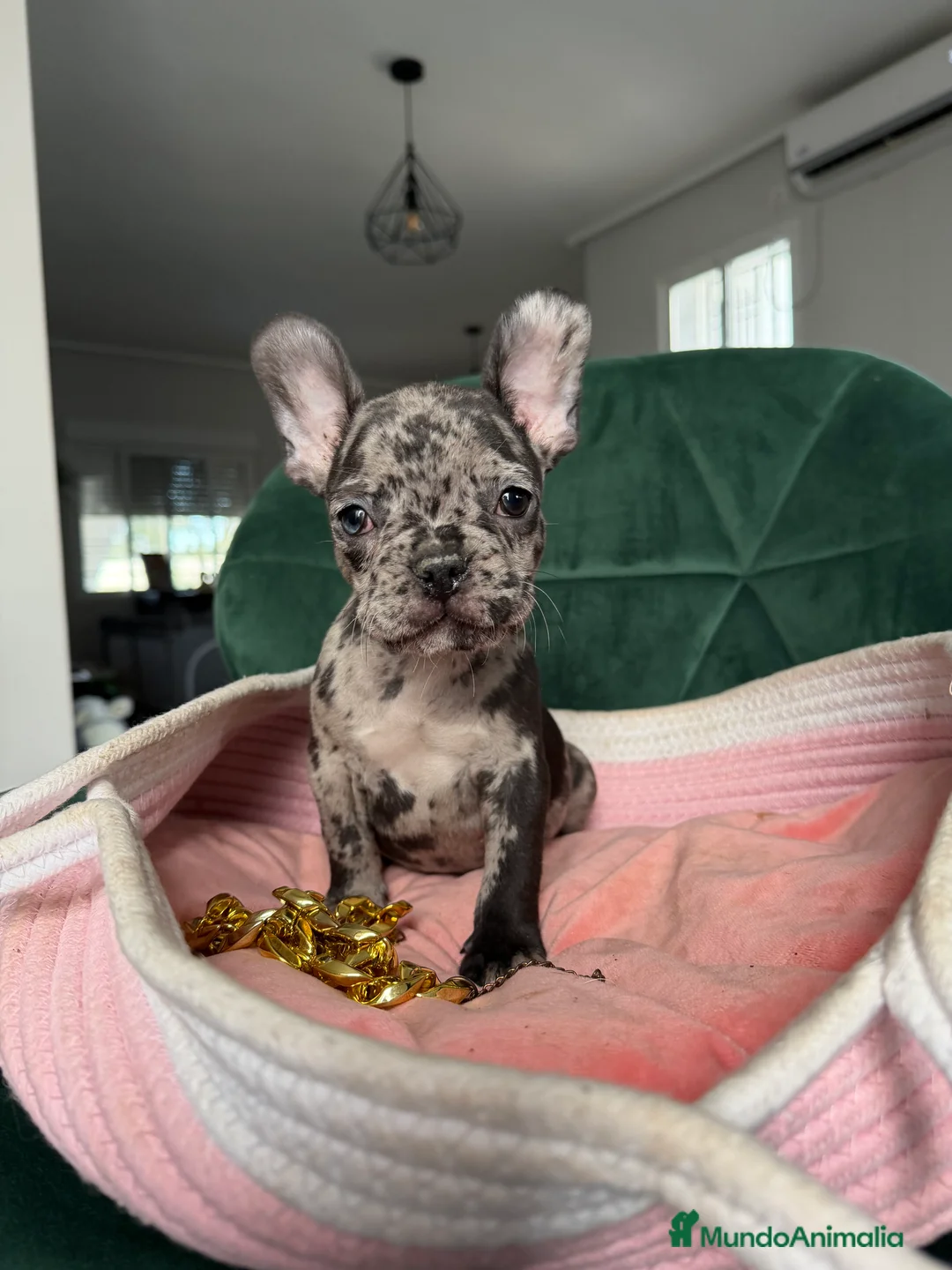 Bulldog Francés perros en venta: Bulldog francés ! Espectaculares  - Anuncio 4