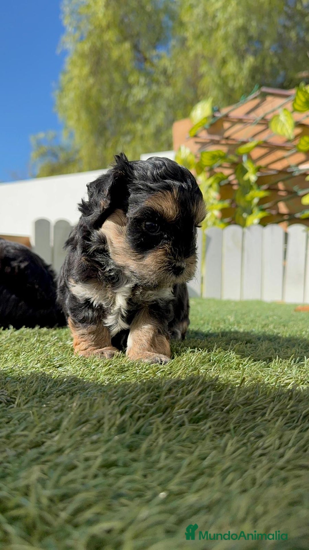Raza Mixta perros en venta: YORKIPOO - Imagen 5