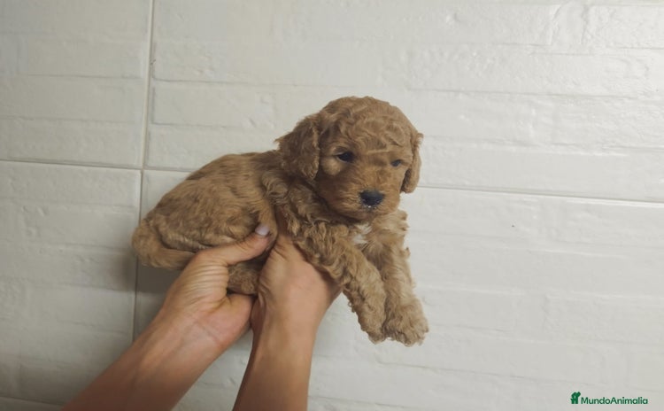 Caniche Mediano perros - Propaganda 1