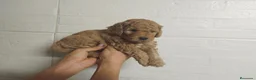 Caniche Mediano perros en venta: Caniches  - Anuncio 1