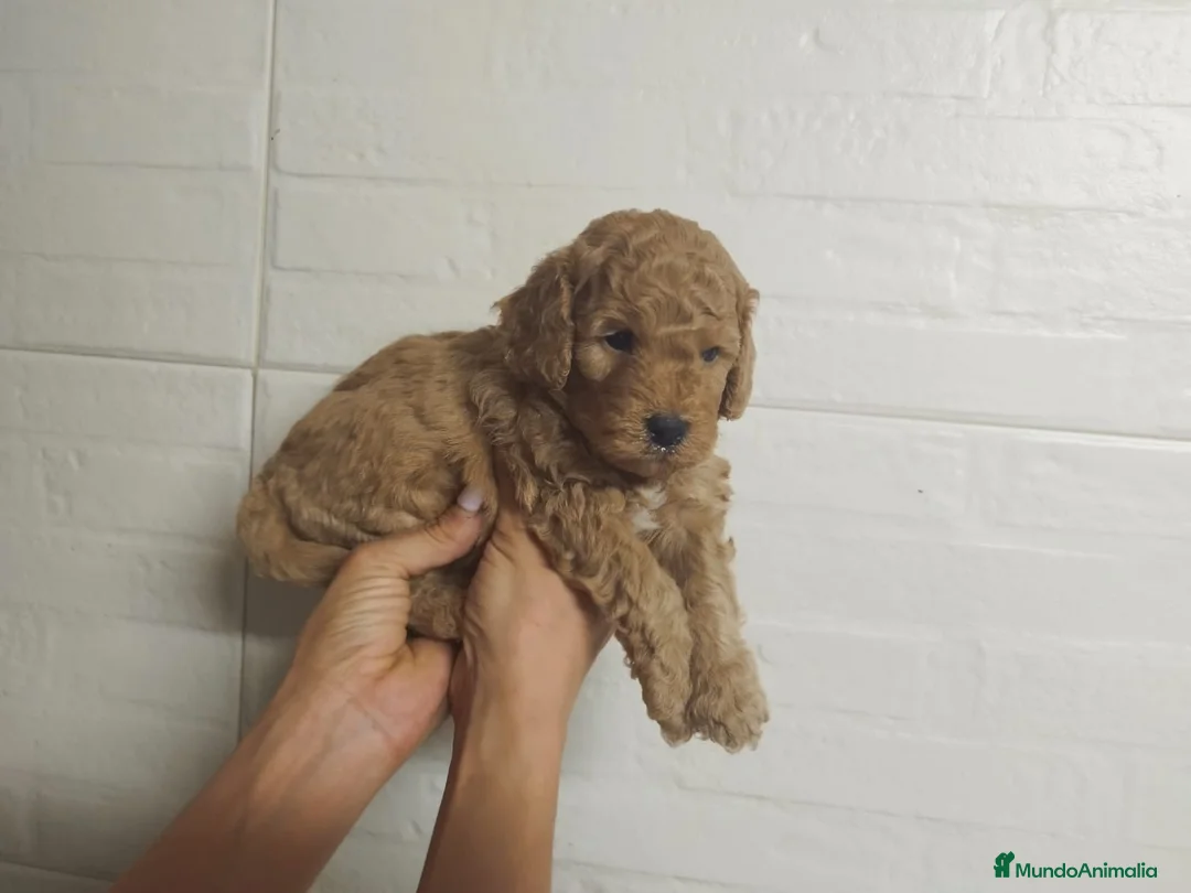 Caniche Mediano perros en venta: Caniches  - Anuncio 1