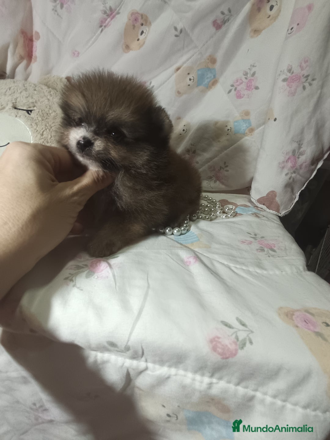 Pomerania perros en venta: Pomerania macho mini c - Imagen 4