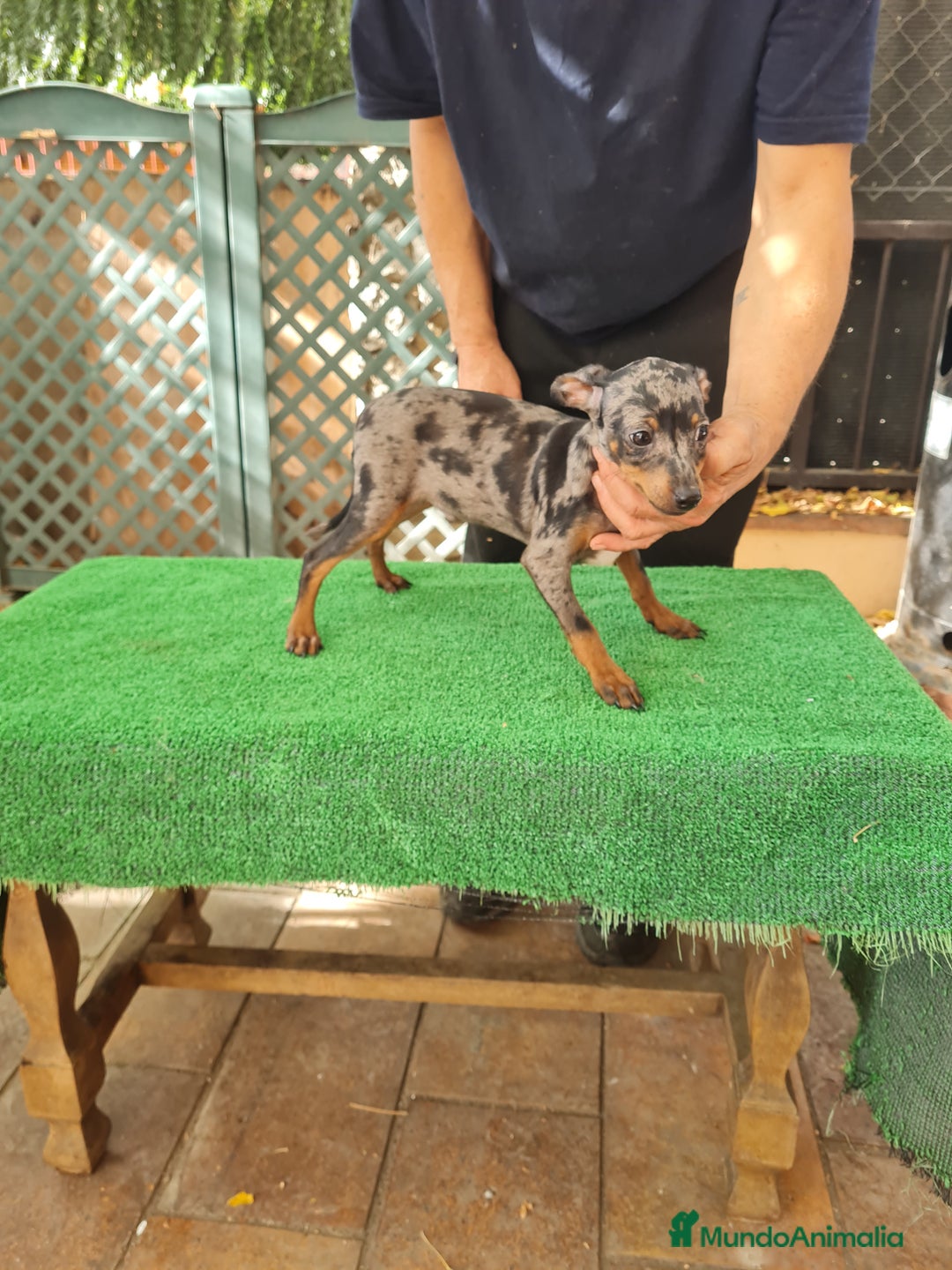 Ratón de Praga perros en venta: Raton de praga - Imagen 12