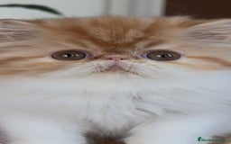 Persa gatos en venta: Macho bicolor rojo - Imagen 4