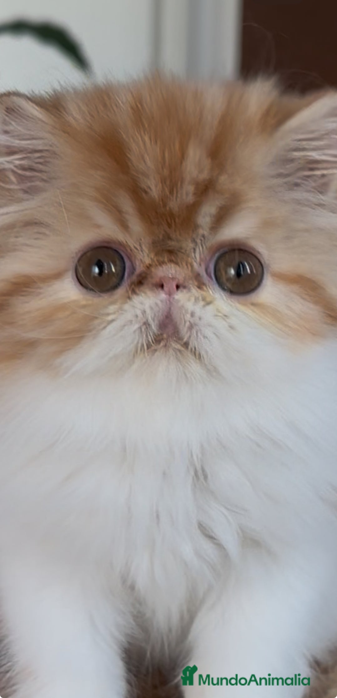 Persa gatos en venta: Macho bicolor rojo - Imagen 4
