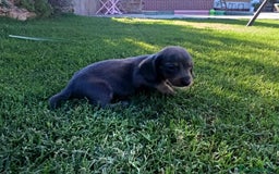 Teckel perros en venta: Teckel Hembra Blue - Imagen 2