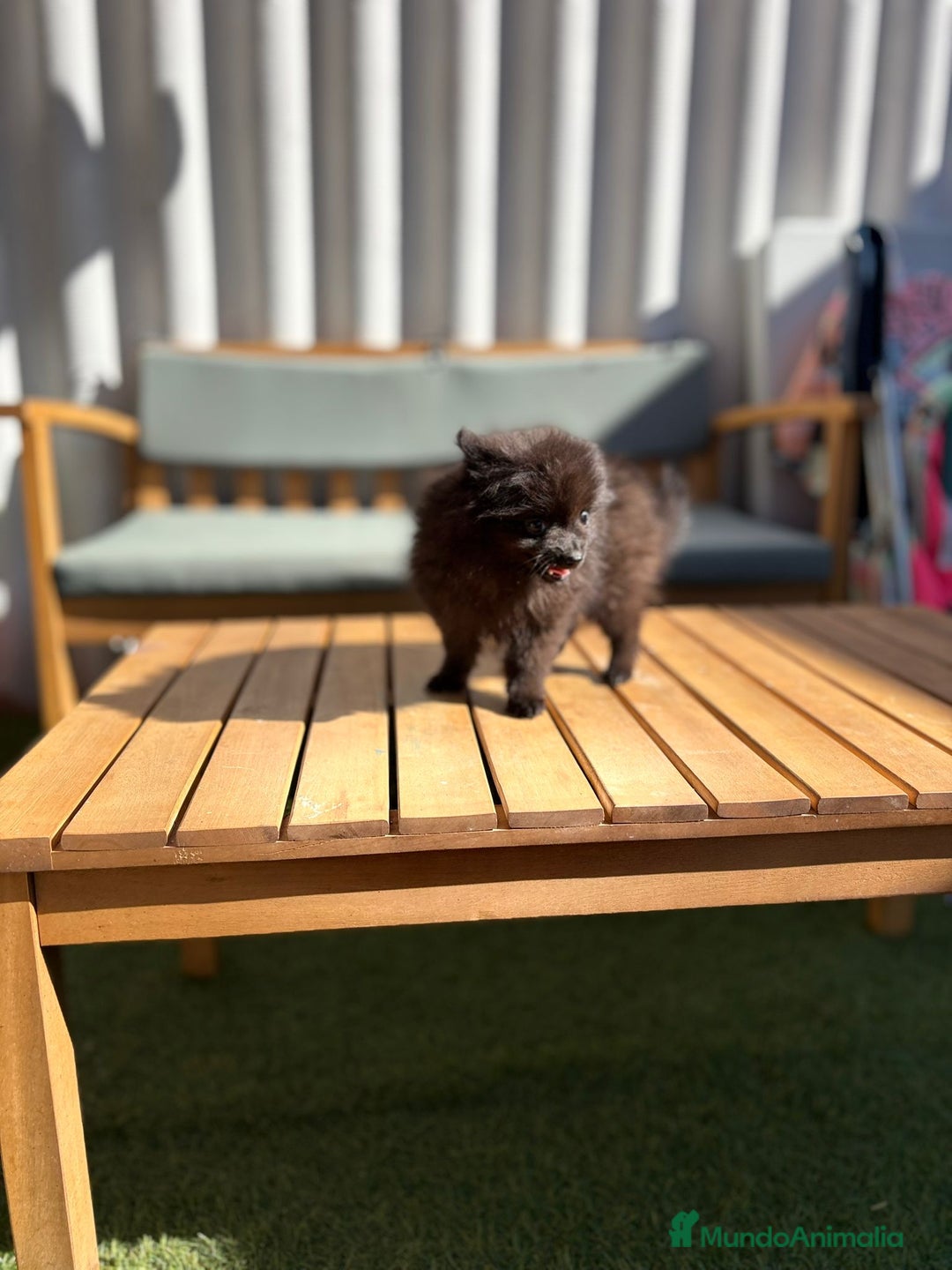 Pomerania perros en venta: Lulu pomerania MICRO TOY  - Imagen 16