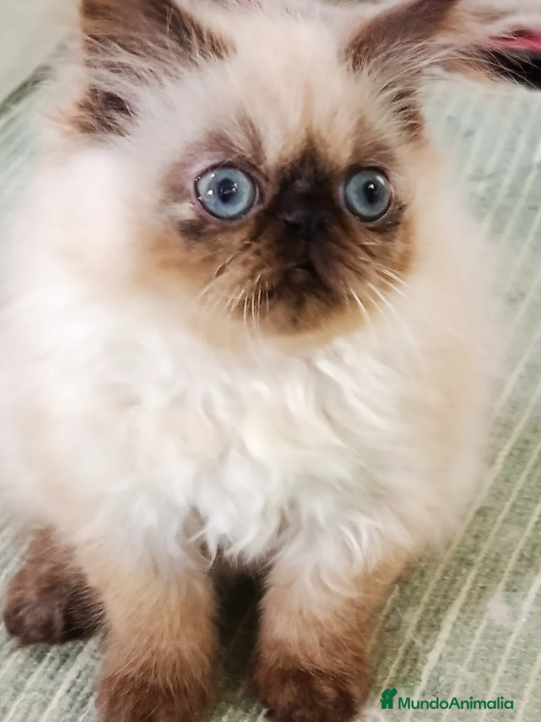 Himalayo gatos en venta: HEMBRITA PERSA HIMALAYO SEAL POINT - Anuncio 3