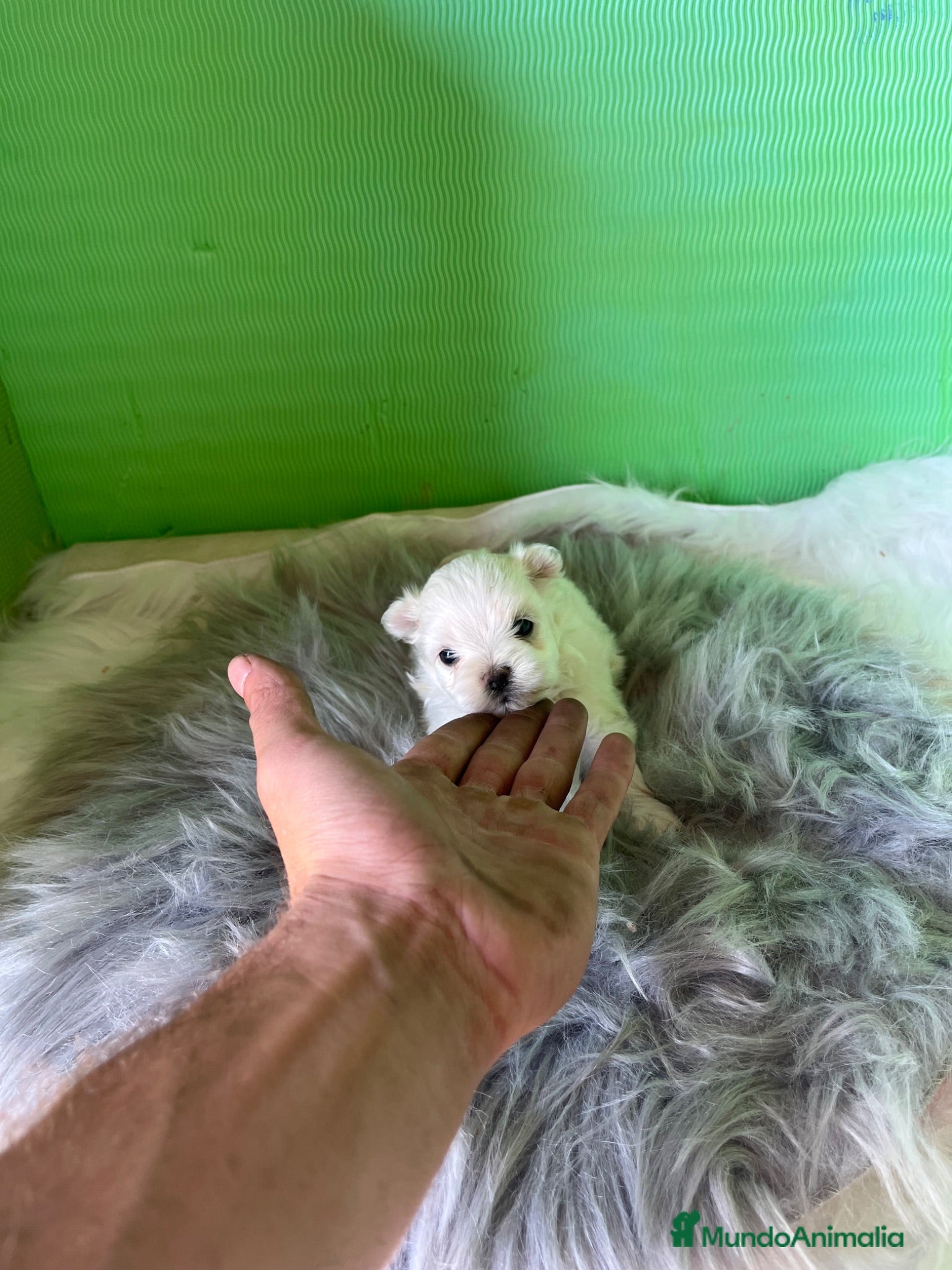 Bichón Maltés perros Bichon maltés  - Anuncio 2
