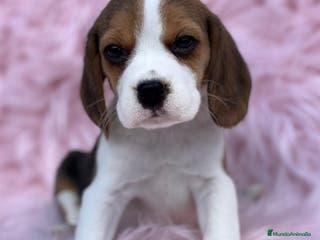 Beagle perros Beagle tricolor en Barcelona - Anuncio 6