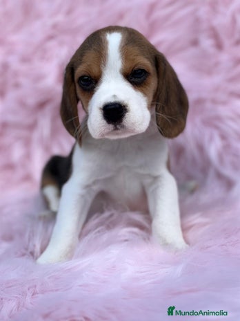 Beagle perros en Barcelona - Anuncio 10