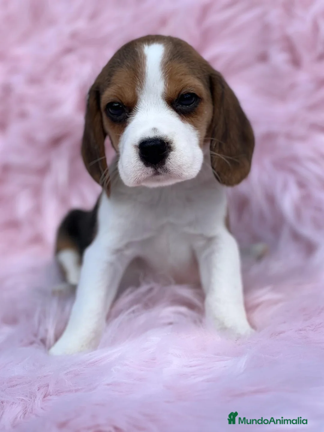 Beagle perros en venta: Beagle tricolor en Barcelona - Anuncio 1