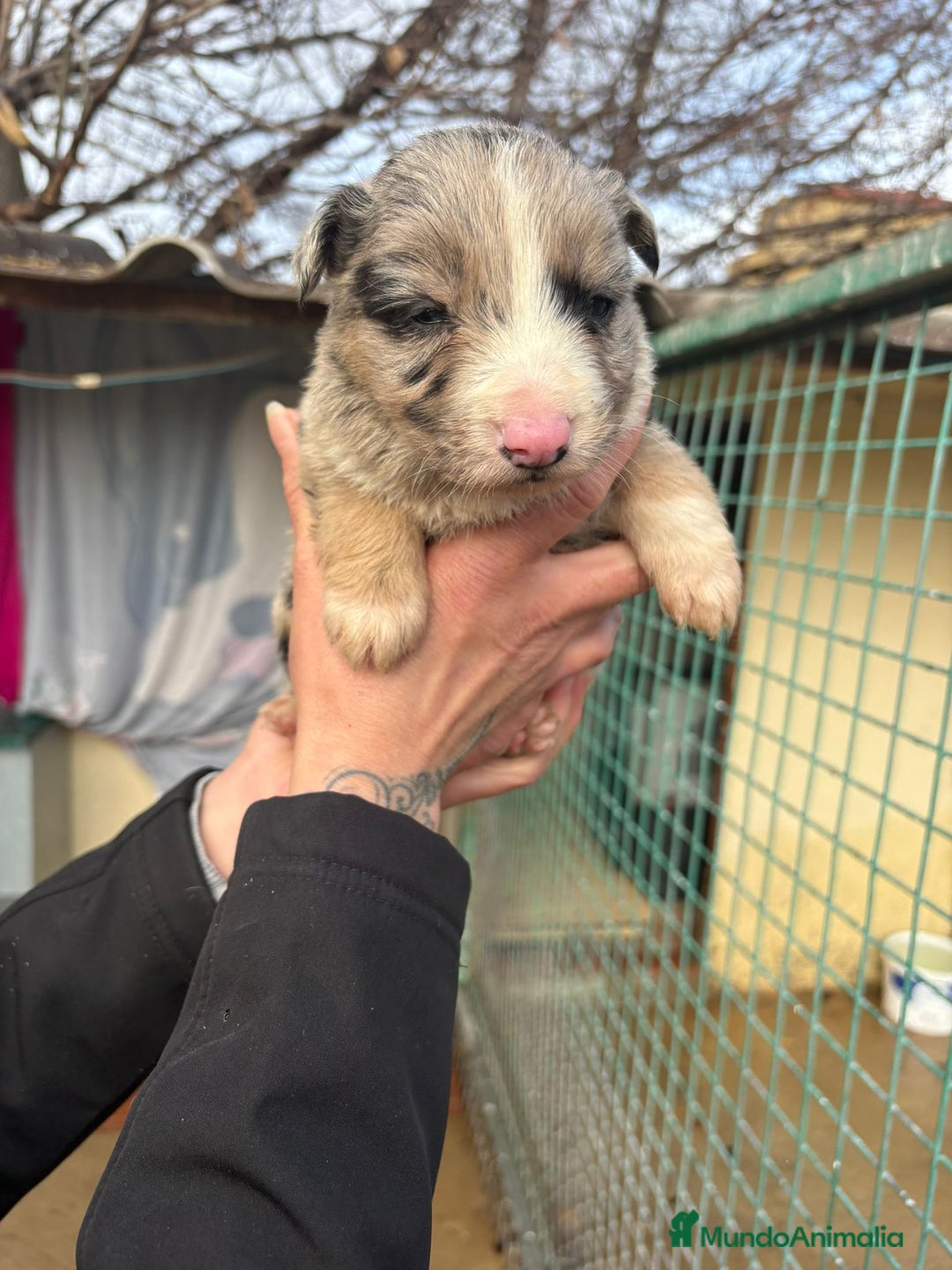 Border Collie perros en venta: Cachorro Macho Border Collie merle - Anuncio 9