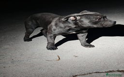 Staffordshire Bull Terrier perros en venta: Staffordshire Bull Terrier Blue  - Imagen 2