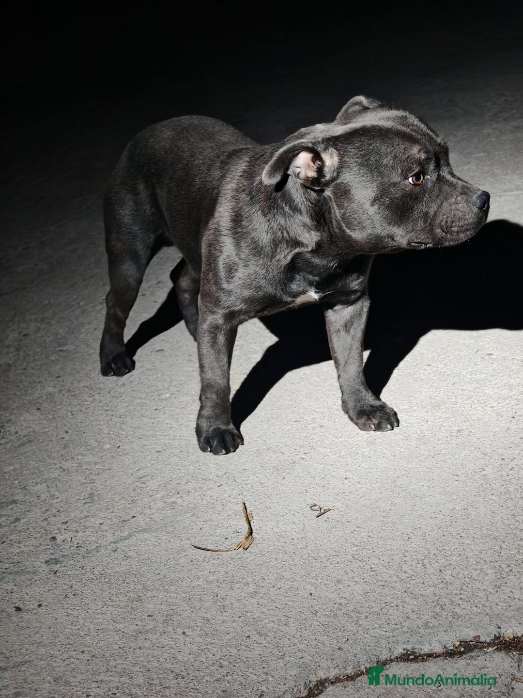 Staffordshire Bull Terrier perros en venta: Staffordshire Bull Terrier Blue  - Imagen 2
