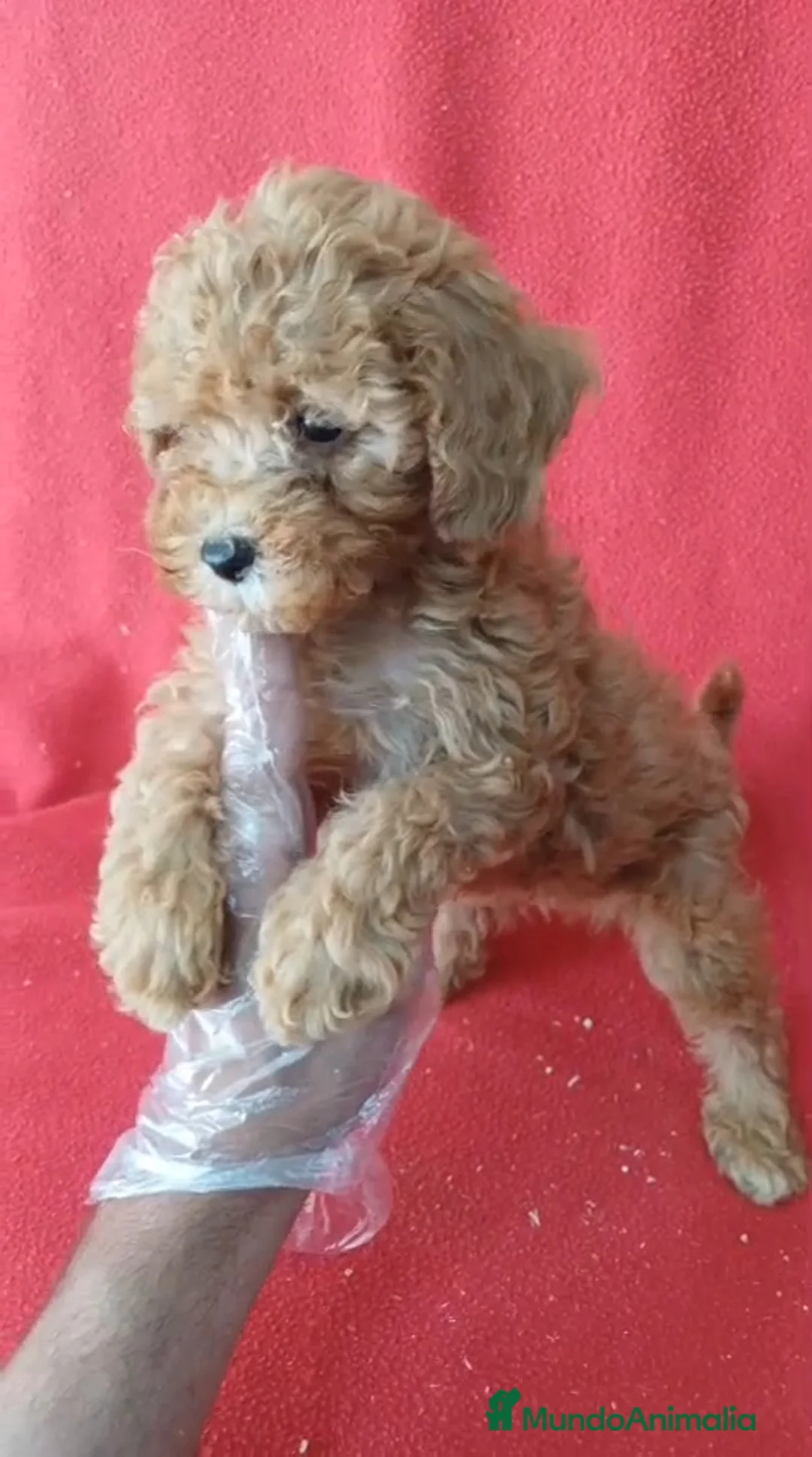 Caniche Enano perros en venta: Caniche Enano  - Anuncio 2