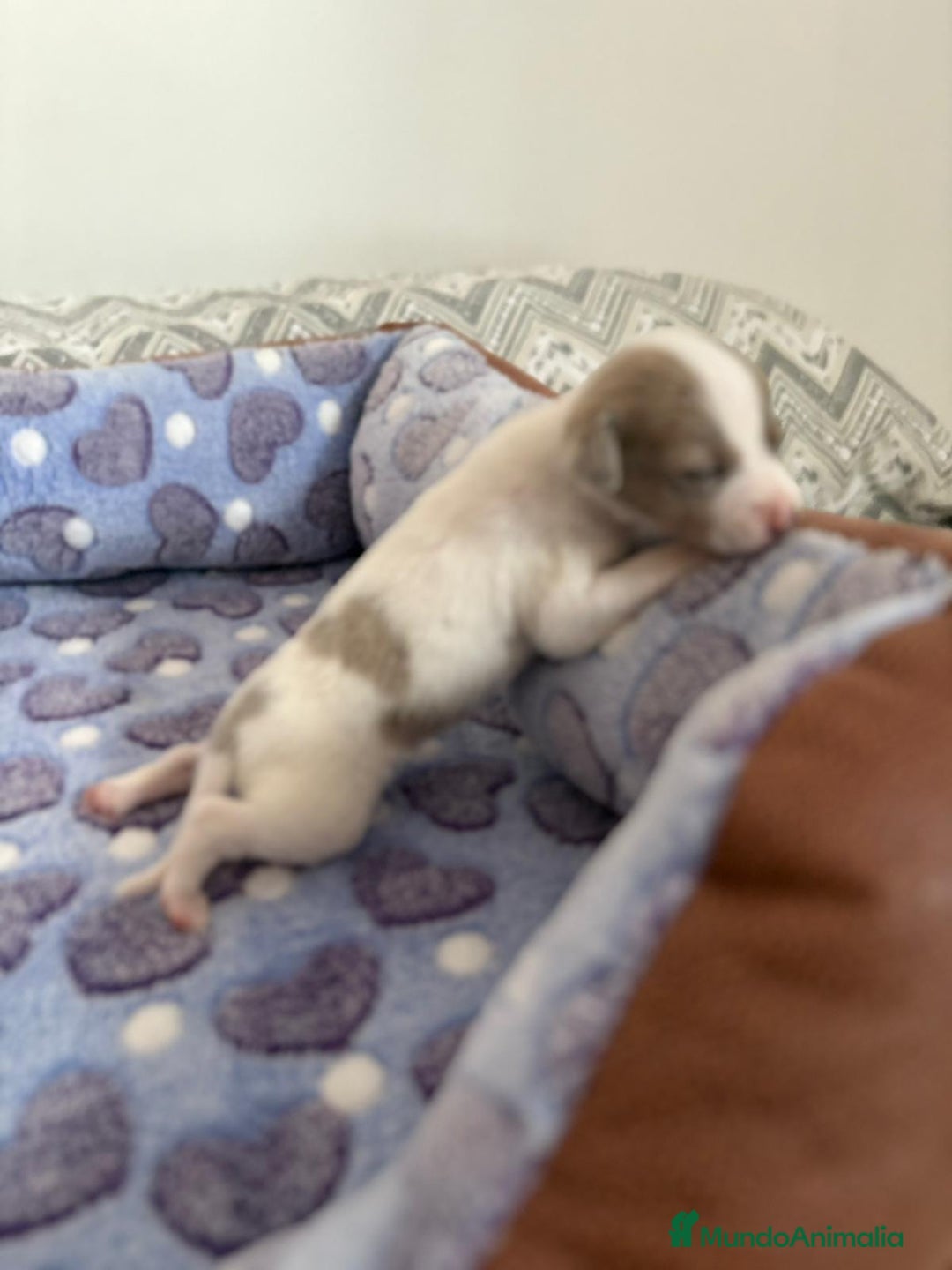 Raza Mixta perros en venta: CHIWHIP - Imagen 12