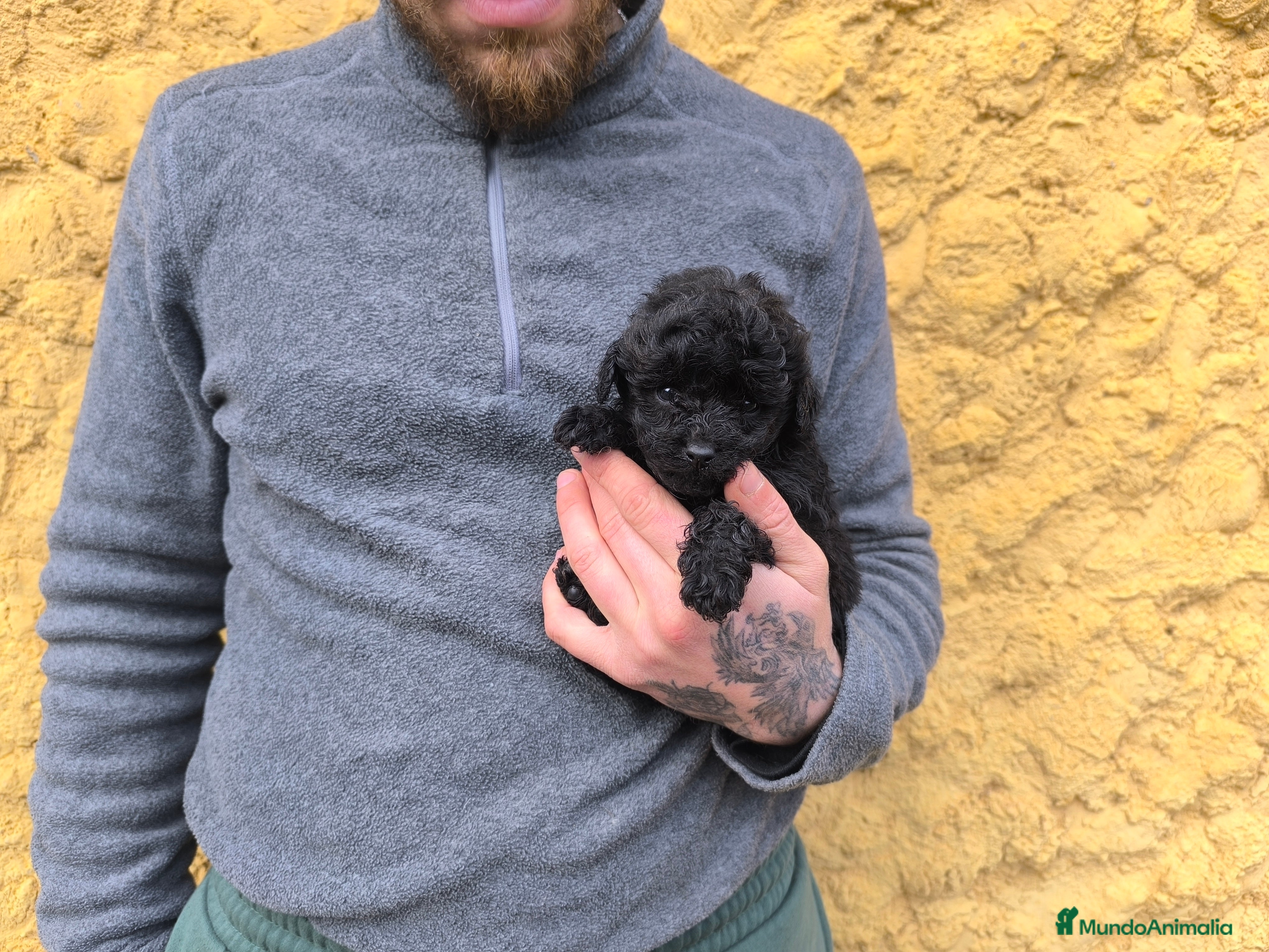 Caniche Toy perros Caniche toy hembra - Anuncio 2