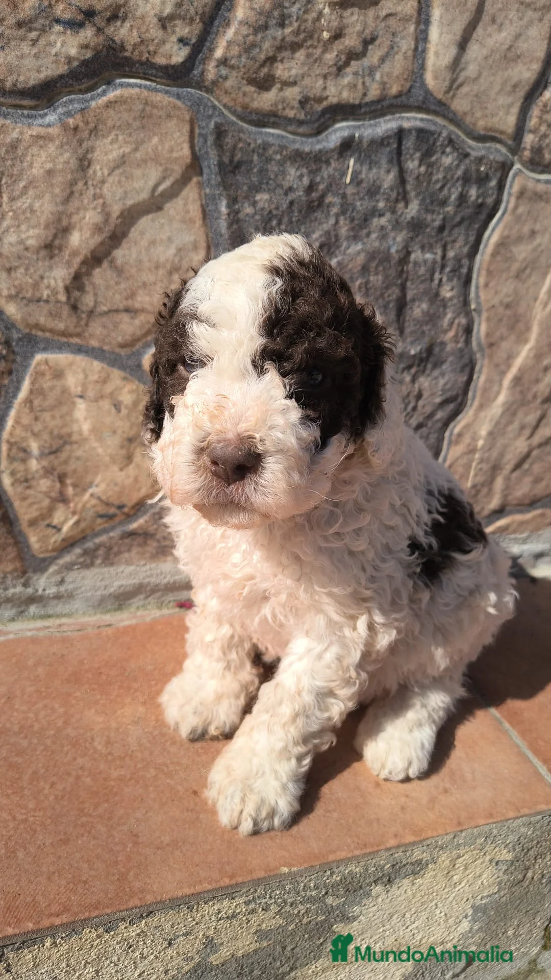 Perro de Agua Español perros en venta: Preciosos perros de agua disponible para entregar - Anuncio 2