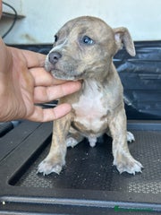 American Staffordshire-Terrier Cachorro 7
