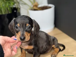 Teckel Miniatura perros Teckel kanichen macho arlequín plata - Anuncio 6