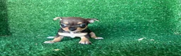 Chihuahua perros en venta: chihuahua - Anuncio 11