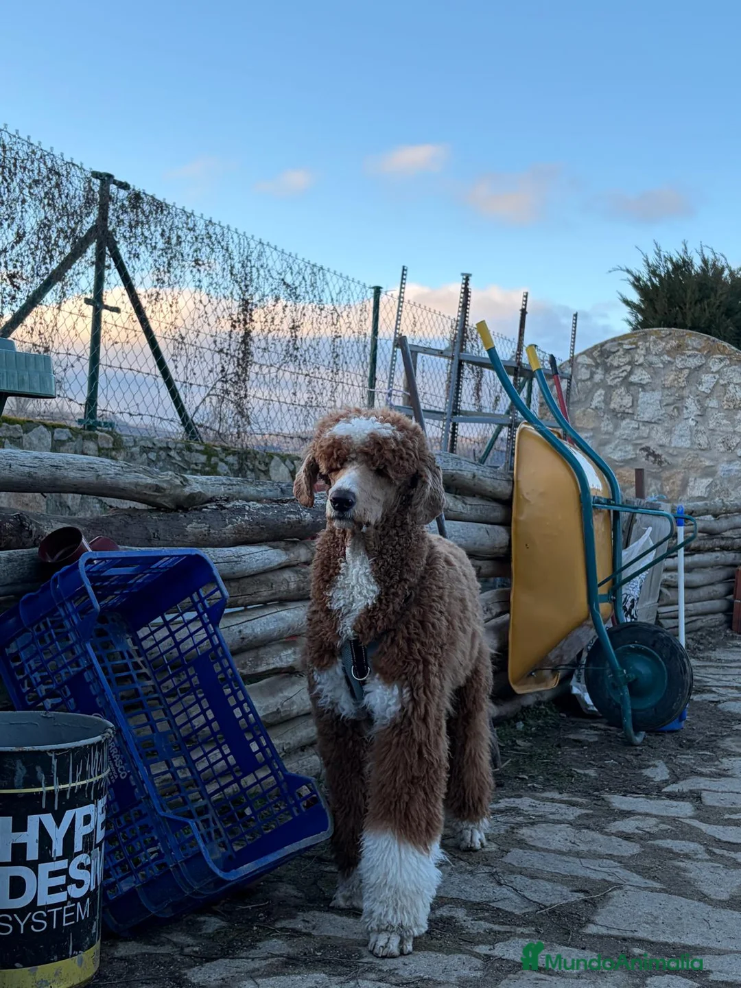 Caniche Gigante perros en venta: CANICHE GIGANTE BICOLOR - Anuncio 5