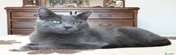 Azul Ruso gatos en venta: Azul ruso hipoalergénico  - Anuncio 3
