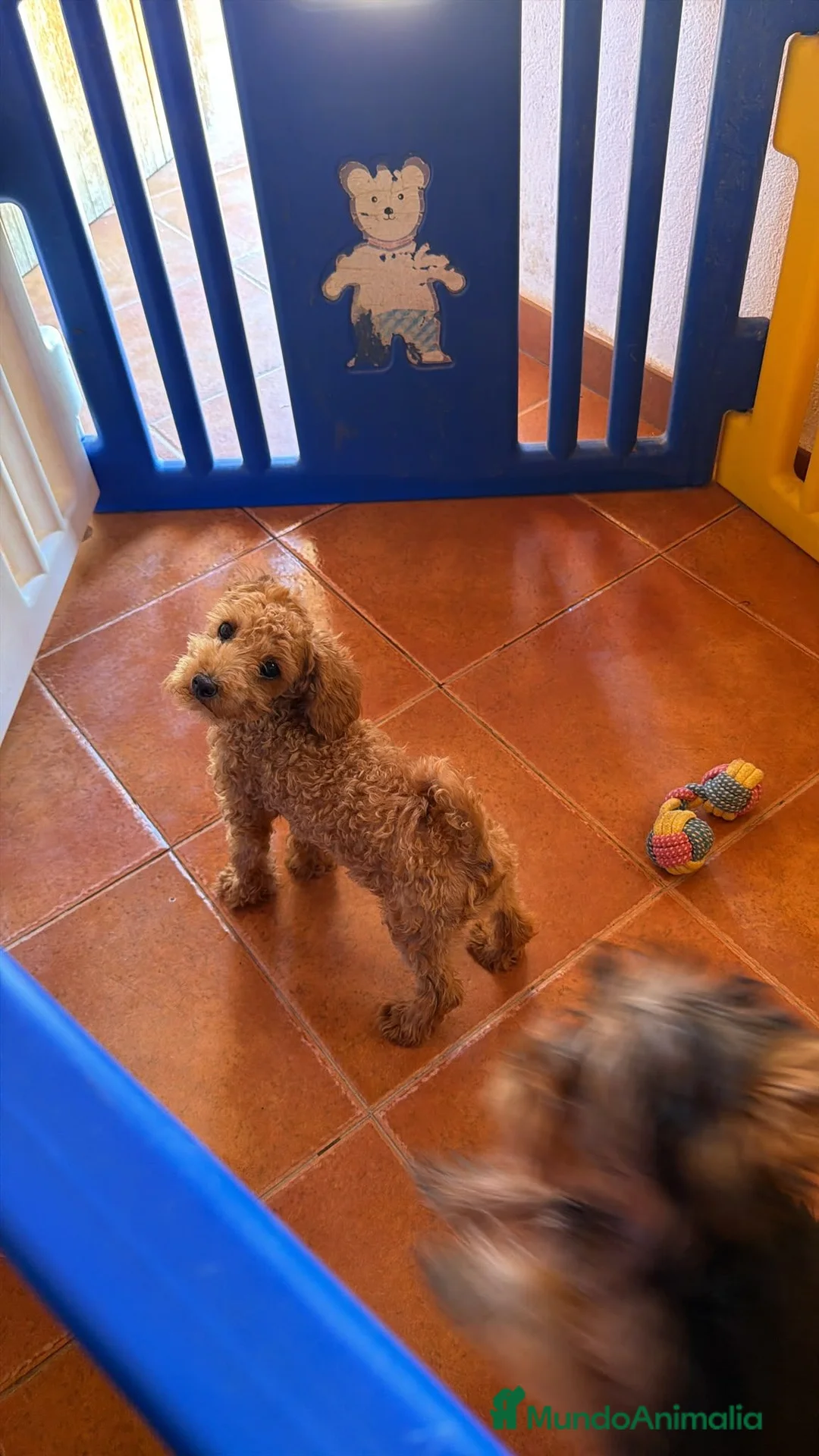 Caniche Toy perros en venta: Caniche mini toy - Anuncio 2