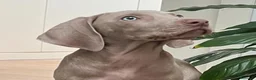Weimaraner perros en venta: BRACO DE WEIMAR EXCELENTES CACHORROS  - Anuncio 3