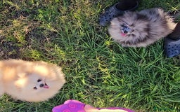 Pomerania perros en venta: Preciosa pomerania merle  - Imagen 2