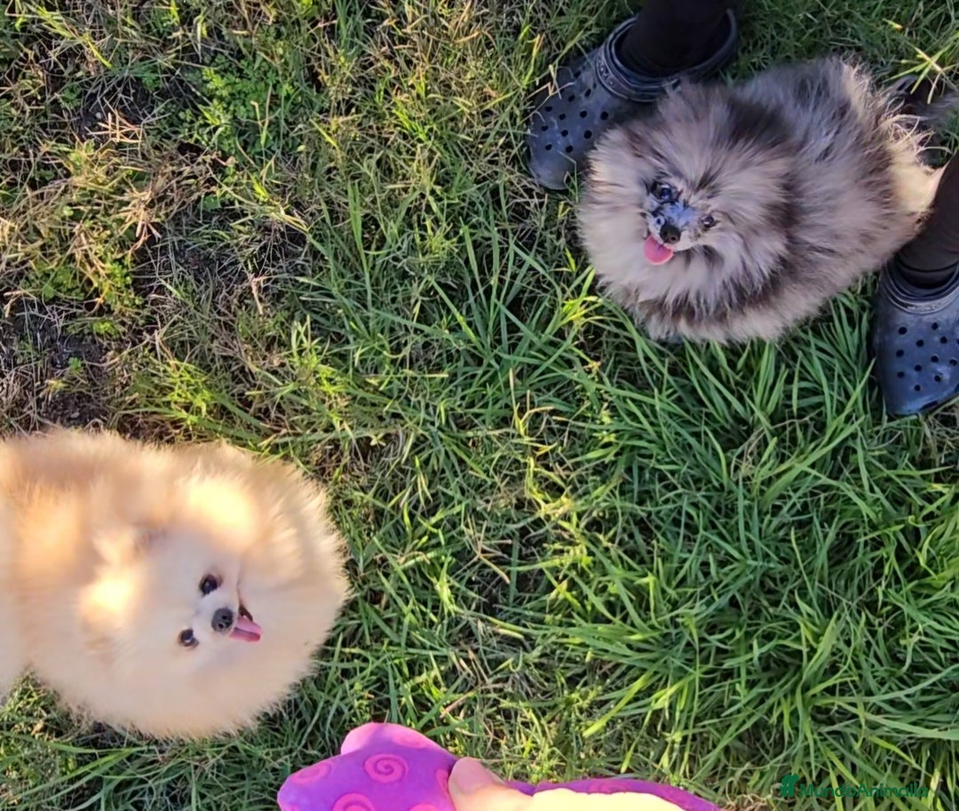 Pomerania perros en venta: Preciosa pomerania merle  - Imagen 2