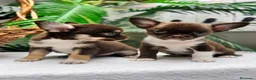 Chihuahua perros en venta: CHIHUAHUA CHOCOLATE - Anuncio 1