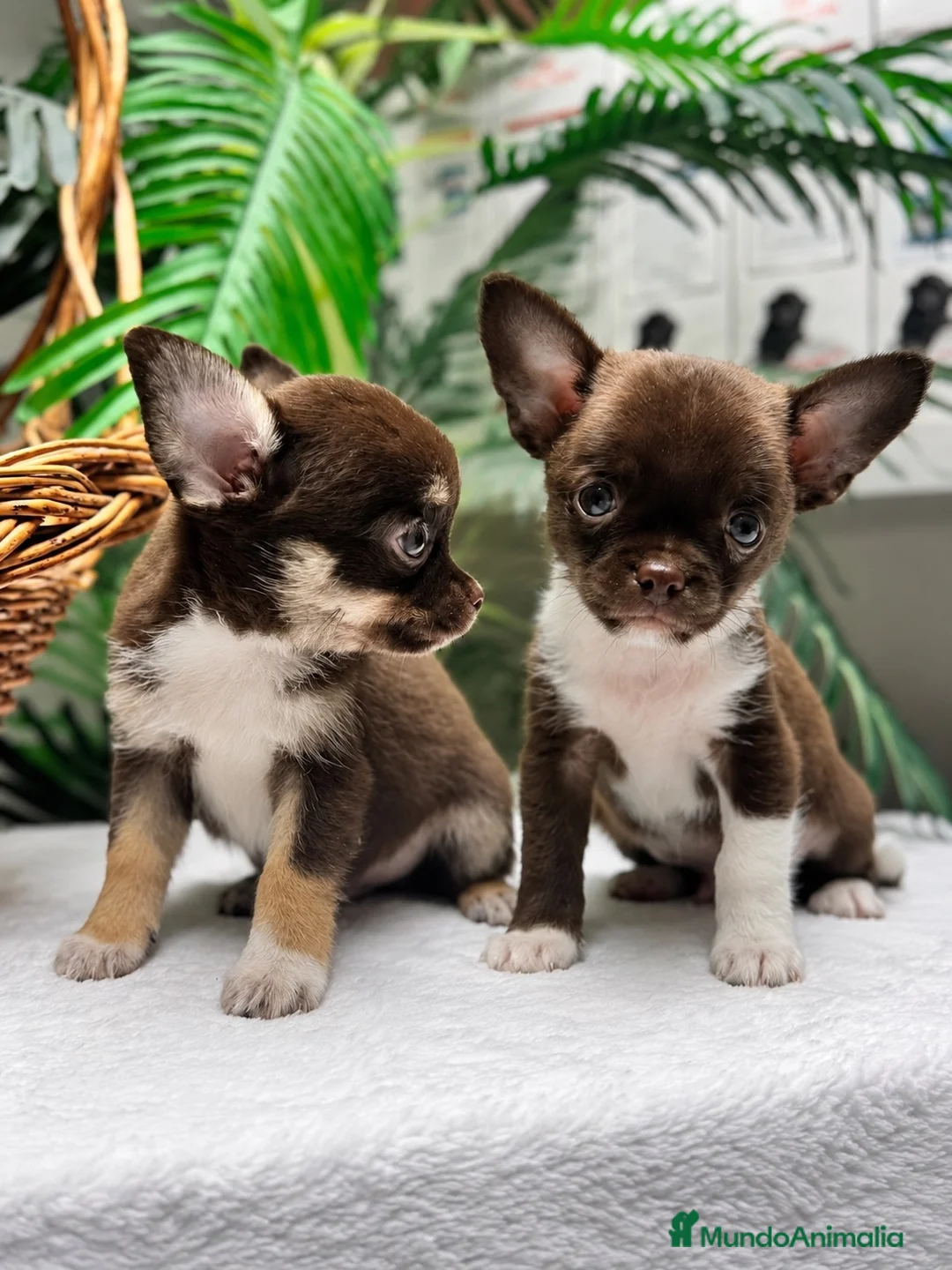 Chihuahua perros en venta: CHIHUAHUA CHOCOLATE - Anuncio 1